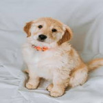 nev